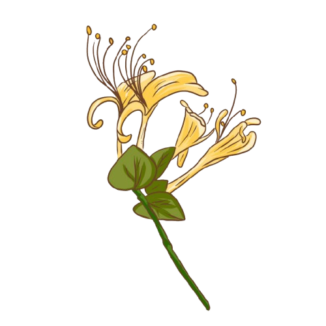 honeysuckle 2520743 removebg preview